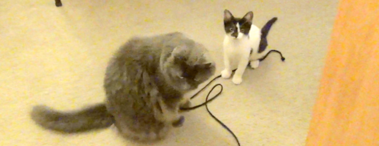 Leeloo Arya kittens string